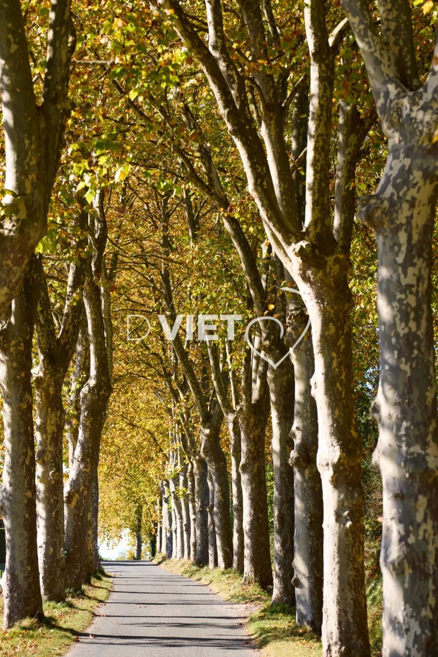 Photo TOULOUSE by VIET - Le Village d'Espanes