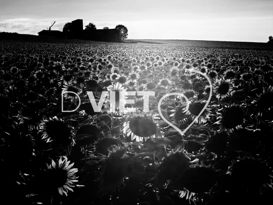 Photo TOULOUSE by VIET - VIET_007950