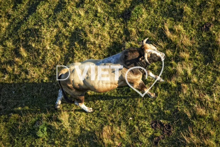 Photo TOULOUSE by VIET - Buron Aubrac