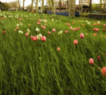 Photo TOULOUSE by VIET - Canal en fleurs