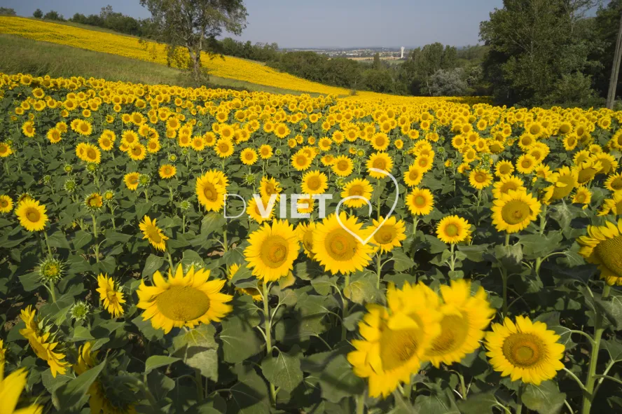 Photo TOULOUSE by VIET - TOURNESOLS