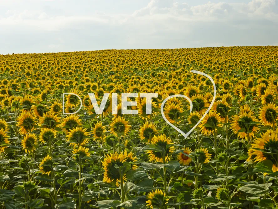 Photo TOULOUSE by VIET - Tournesol et Lauragais