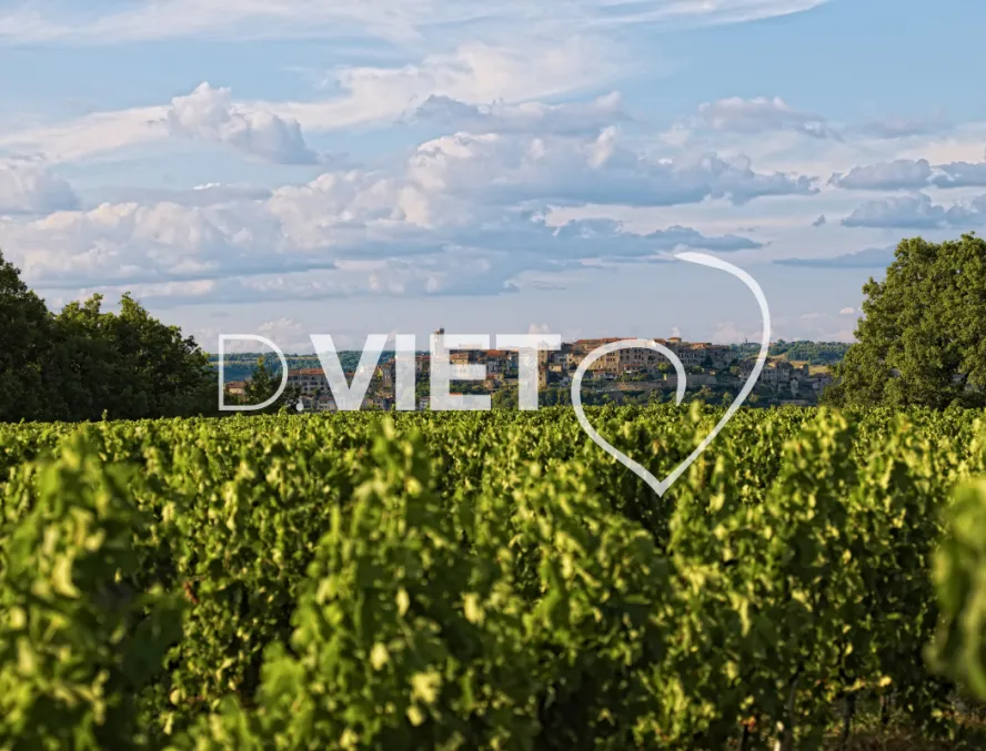 Photo TOULOUSE by VIET - vignes