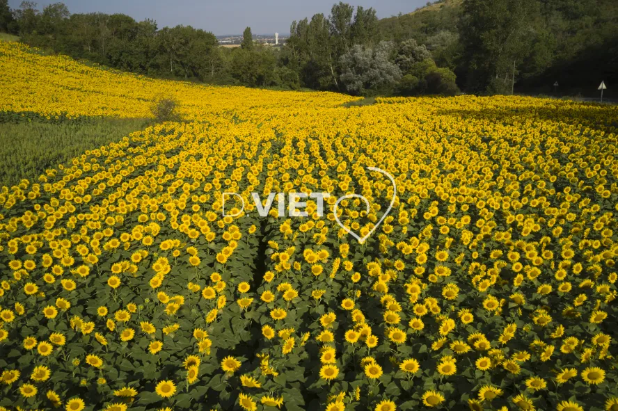 Photo TOULOUSE by VIET - TOURNESOLS