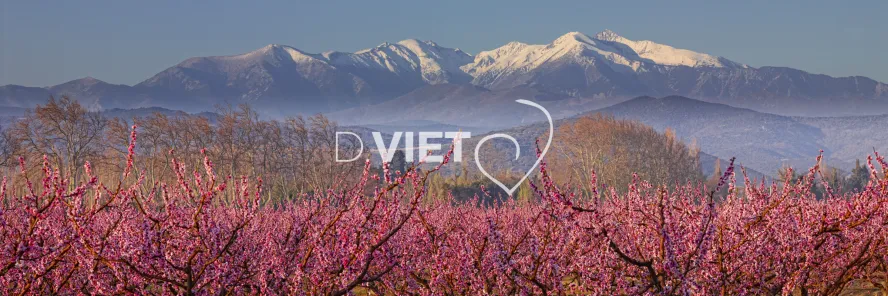 Photo TOULOUSE by VIET - Massif du Canigou et les arbres en fleurs