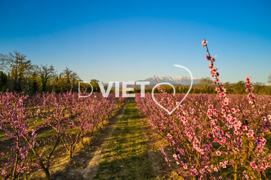 Photo TOULOUSE by VIET - LE CANIGOU
