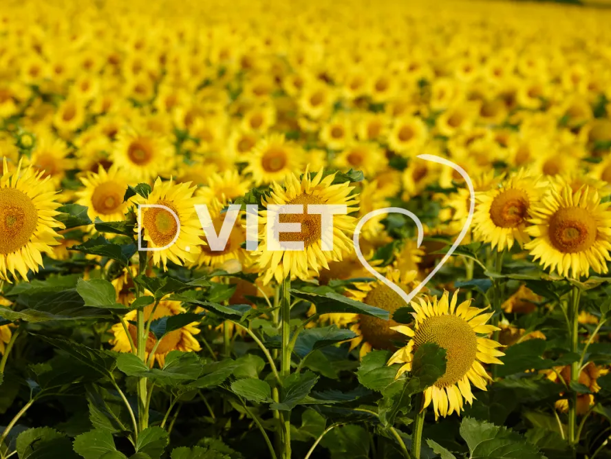 Photo TOULOUSE by VIET - Tournesol et Lauragais