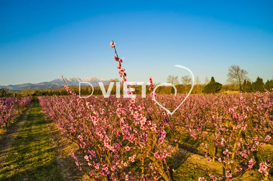 Photo TOULOUSE by VIET - LE CANIGOU